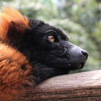 Artis Zoo