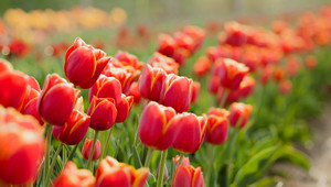 Was man im Frühling in Amsterdam unternehmen kann